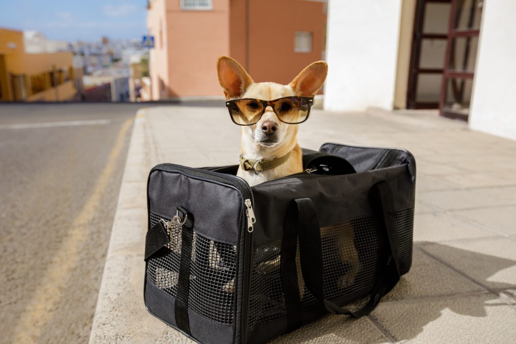 Our Favourite Dog Carriers